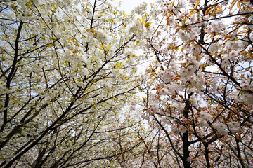仁和寺の御室桜