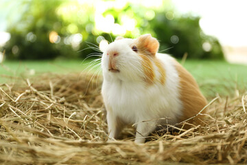 Cute funny guinea pig and hay outdoors, closeup