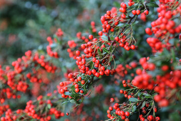 Rote Beeren