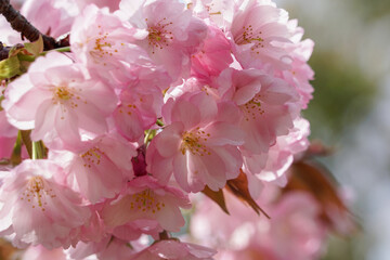 仁和寺の大沢桜