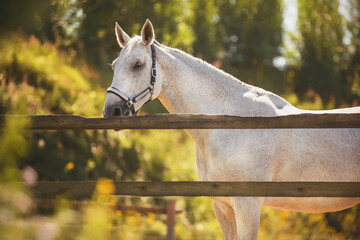In a paddock with a wooden fence against a background of green leaves stands a beautiful white...
