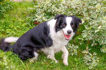 Outdoor portrait of cute smiling puppy border collie sitting on grass park background. Little dog with funny face in sunny summer day outdoors. Pet care and funny animals life concept