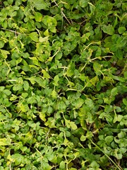 green leaves background