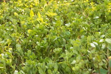 Portulaca oleracea grows like a carpet, the benefits of this plant