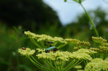 Flower chafers eating nectar of white flower. Scarabaeidae family.