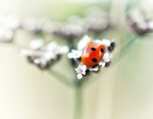 ladybugs © Patrycja