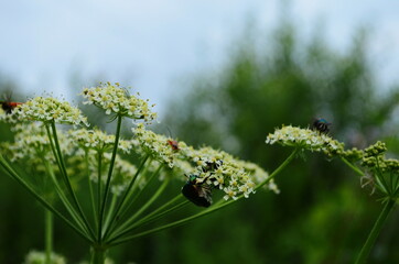 Flower chafers eating nectar of white flower. Scarabaeidae family.