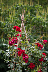 Mein schöner Garten Rote Kletterrosen