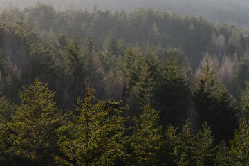 bosque de coniferas, Abeto de Douglas o pino de oregón, Pseudotsuga menziensii , Serra Da Estrela, Beira Alta, Portugal, europa