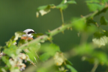 Red-backed shrike, Lanius collurio, hunting bird hidden among the leaves of the tree, Spain
