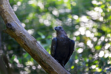 Corvus albicollis - a raven sitting on a branch in the crown of a tree and wondering what is happening. Beautiful bokeh in the background.