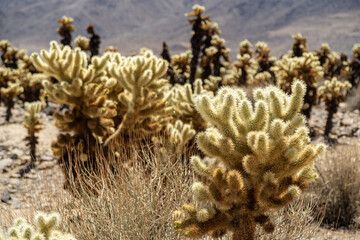 The Joshua tree national park