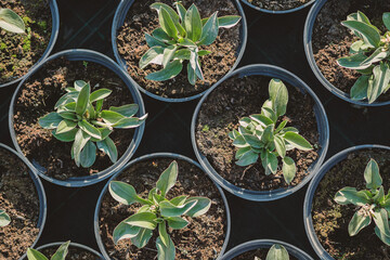 Hosta leaves pattern background. Bushes of the Hosta plant in pots for transport in a gardening store. Hosta - an ornamental plant for landscaping park and garden design. Summer plants wallpaper.