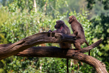 Theropithecus gelada - brown gelada, baboon, two monkeys sitting on a strong tree trunk and both looking to the left. Beautiful green bokeh in the background.