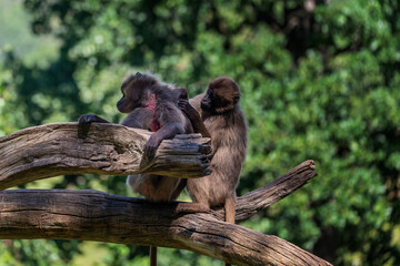 Theropithecus gelada - brown gelada, baboon, two monkeys sitting on a strong tree trunk and each other searches the fur and cleans it. Beautiful green bokeh in the background.