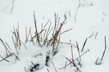 Snow-covered dry grass after a blizzard in the field