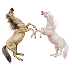 cheval, combat de cheval beige, animal, isolé, la force, muscle, bagarre,  étalon, noir, galop, mammifère, arabe, courir, amoureux des chevaux, poney, chevalin, ferme, jument, course, brun, poulain, s