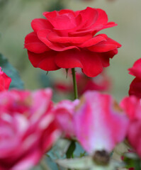 Fototapeta premium Rose rouge