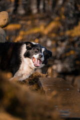 Border collie Dog in spring looking at the camera