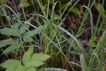 green grass wet with dew