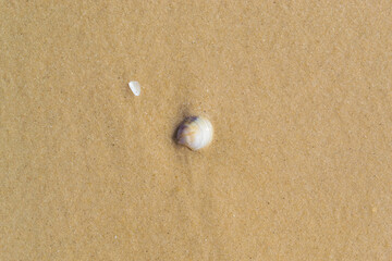 Fototapeta na wymiar Two seashells on wet soft sand