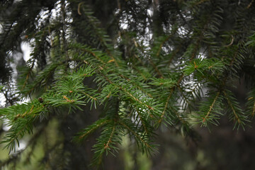Fototapeta na wymiar branch of a fir tree