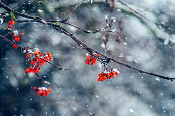 Red berries of mountain ash on a tree during a snowfall