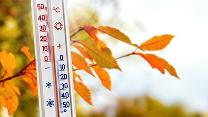 Naklejka na ściany i meble The thermometer near the branch with autumn leaves shows 15 degrees of heat. Warm autumn weather
