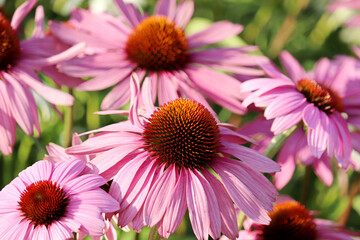 Fototapeta premium Rudbeckia flowers in summer garden, colorful floral background. Echinacea purpurea, healing herb for immune system 