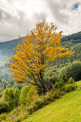 autumn landscape. tree with yellow leaves on a background of green forest. mountain landscape
