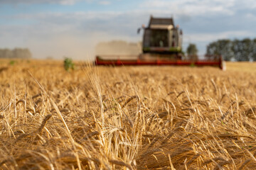 Combine harvester harvests ripe wheat. agriculture image