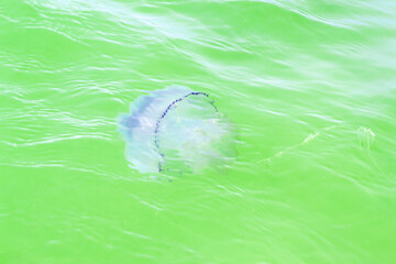 Blue jellyfish in sea turquoise water