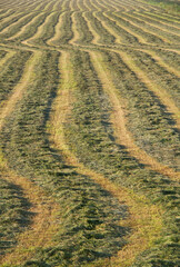 Grassland with raked mown grass for haymaking