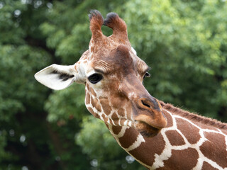 キリン © moonrise