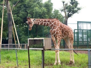 キリン © moonrise