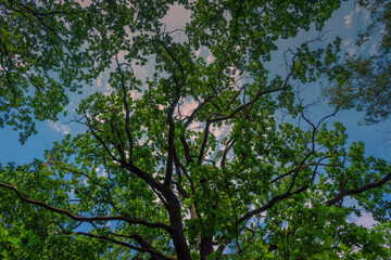 Große Baum.