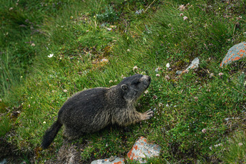 Naklejka premium Marmot in the Alps