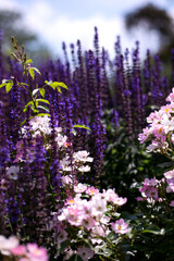 Wildröschen Duftgarten Bienenwiese