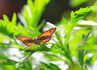 Brown Meadow Butterfly looking directly ahead with wings extended while resting on a lush green Bush