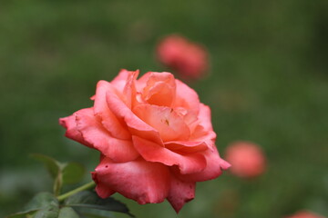 pink rose in garden.
