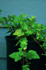 Annual flowers, Perennial flowers, garden flowers.