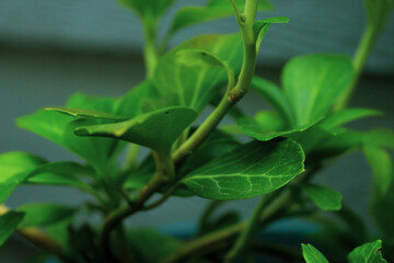 Annual flowers, Perennial flowers, garden flowers.