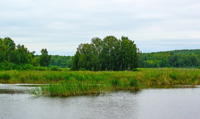 Forest lake trees landscape. Lake view in summer. Sun glare on the water surface. Selective focus.