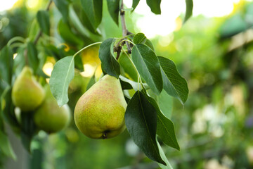 Ripe pears on tree branch in garden, closeup