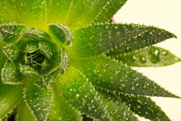 Aloe Vera plant - beige background