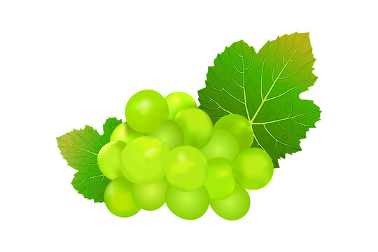 Grapes isolated on white background. Wine grapes icon. Bunch of green grapes with leaf. Green grape cluster with leaves. For design element, label,cards, menu, poster, banner.Stock vector illustration