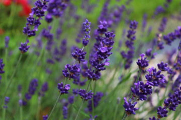 Lavendel