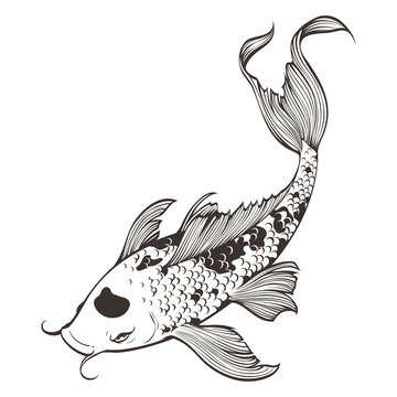 Vector illustration of hand drawn koi fish line drawing. Japanese carp doodle. Isolated on white background. Black and white. This design for coloring book, tattoo, decoration, pattern, and more.