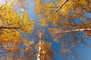 Looking up at fall leaves in trees
