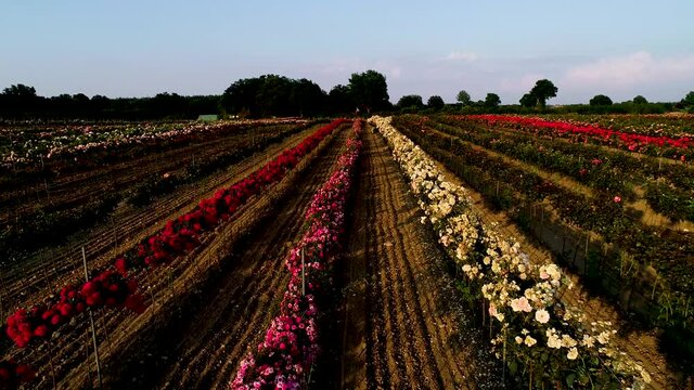 Luftaufnahme von bunten Rosenfeldern